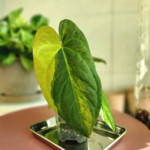 안스리움 폭시, 몬스마스터, 안스리움바리에가타