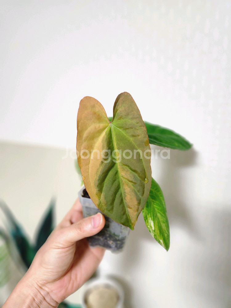 안스리움 폭시, 몬스마스터, 안스리움바리에가타--2