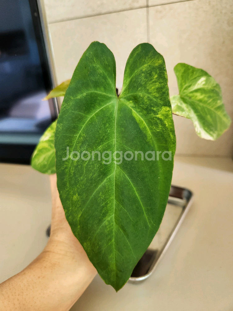 안스리움 폭시, 몬스마스터, 안스리움바리에가타--5