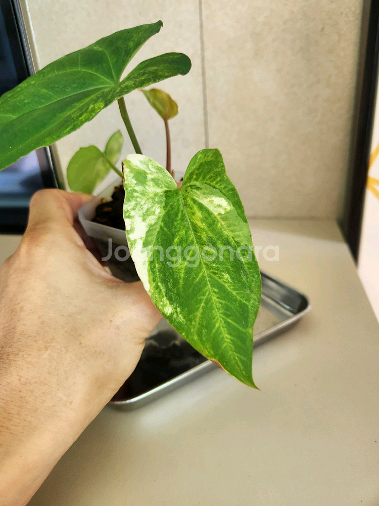 안스리움 폭시, 몬스마스터, 안스리움바리에가타--4