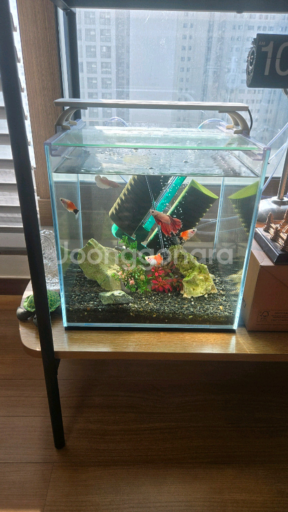 어항 풀세트 가로폭높이 30cm 30cm 30cm--1