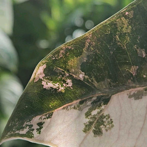 알로카시아 푸세이도 산데리아나 핑크바리에가타(왕자구묘)