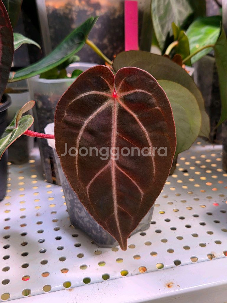 안스리움 배쎄 x레드크리스탈리넘--0