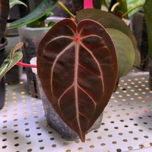 안스리움 배쎄 x레드크리스탈리넘