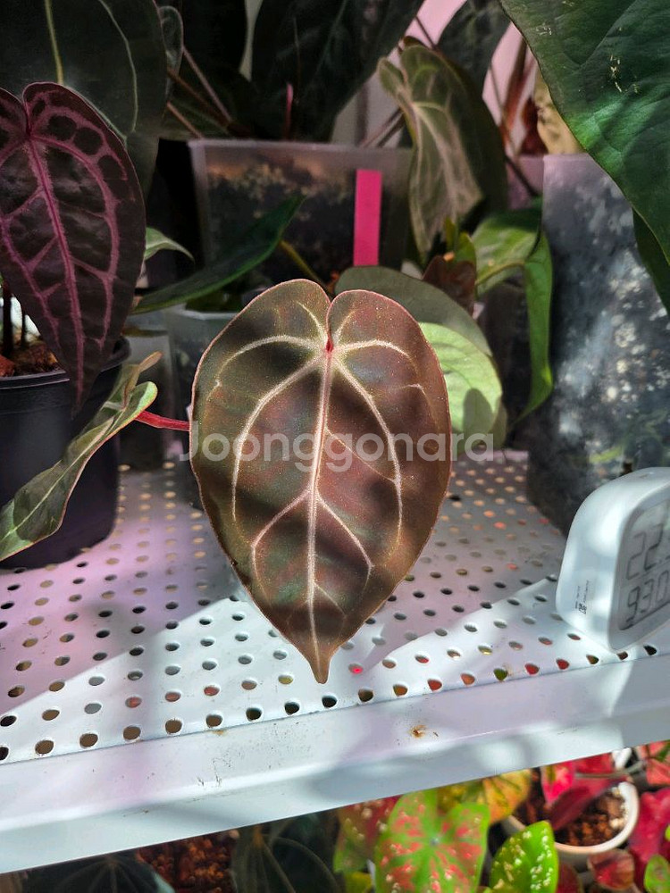 안스리움 배쎄 x레드크리스탈리넘--1