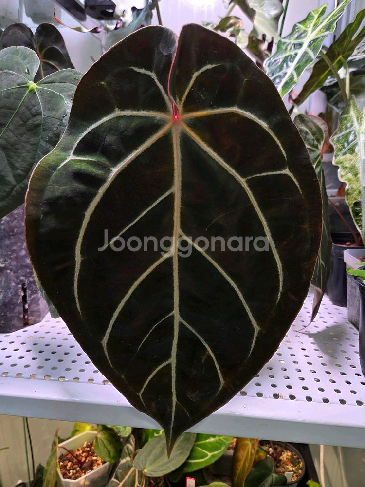 안스리움 배쎄 x레드크리스탈리넘--3