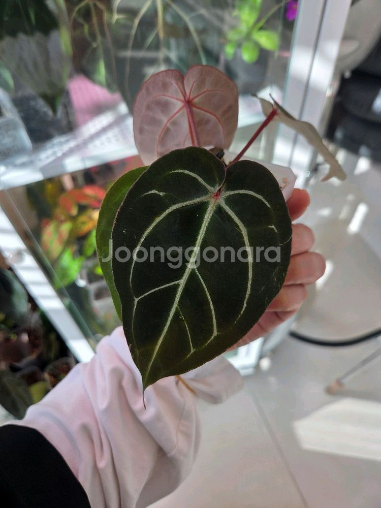 안스리움 배쎄 x레드크리스탈리넘--2