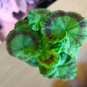 메이로꼬꼬 제라늄