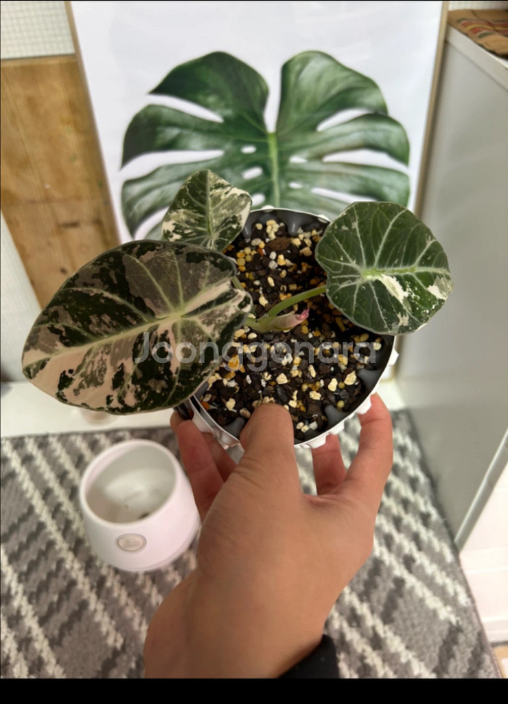 알로카시아 블랙벨벳 핑크--0