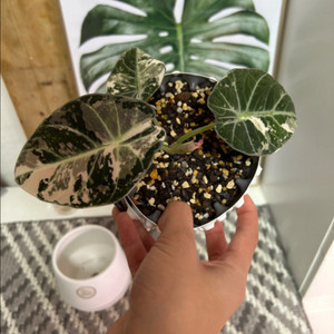 알로카시아 블랙벨벳 핑크