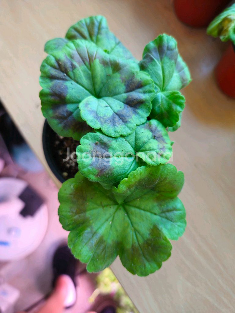 미샤르르 제라늄--1