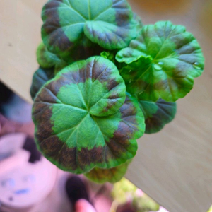 코코페어플로우 제라늄