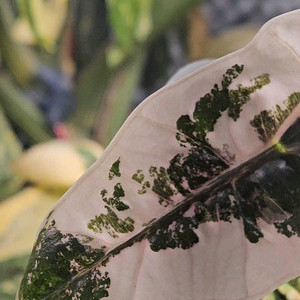 알로카시아 푸세이도 산데리아나 핑크바리에가타