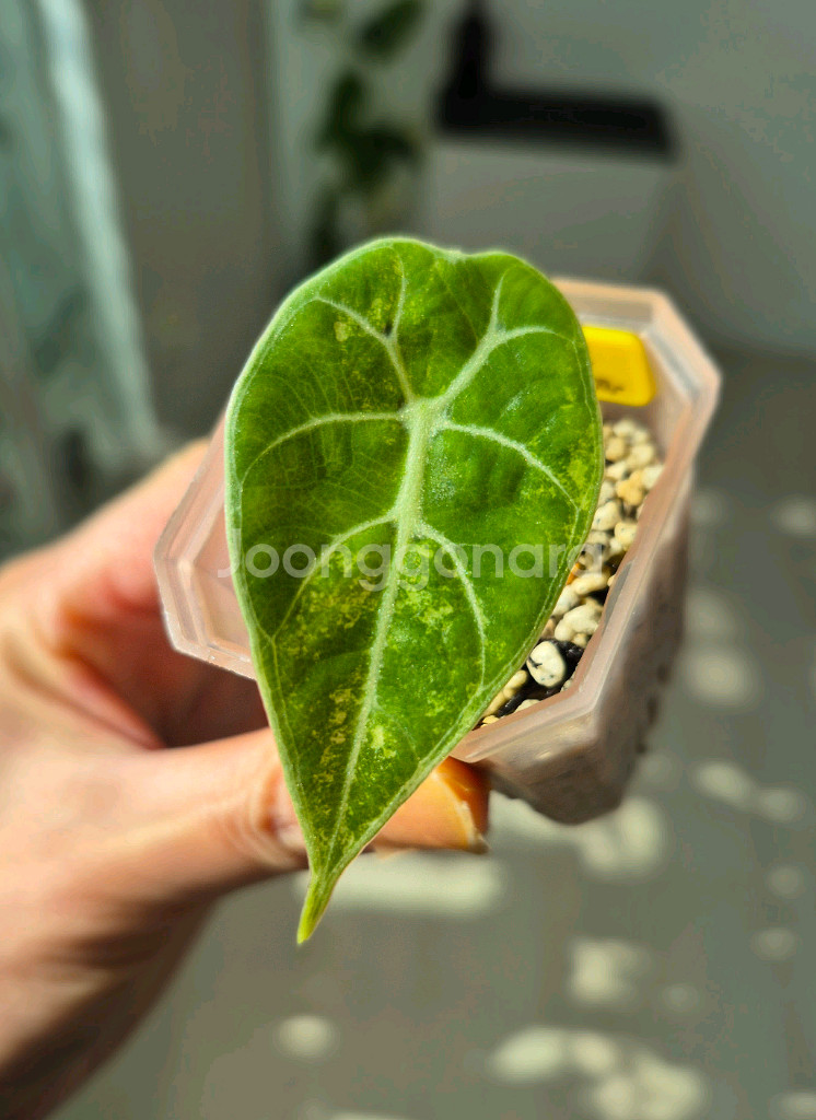 알로카시아 왓소니아 도프 핑크 바리에가타--0