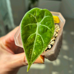 알로카시아 왓소니아 도프 핑크 바리에가타