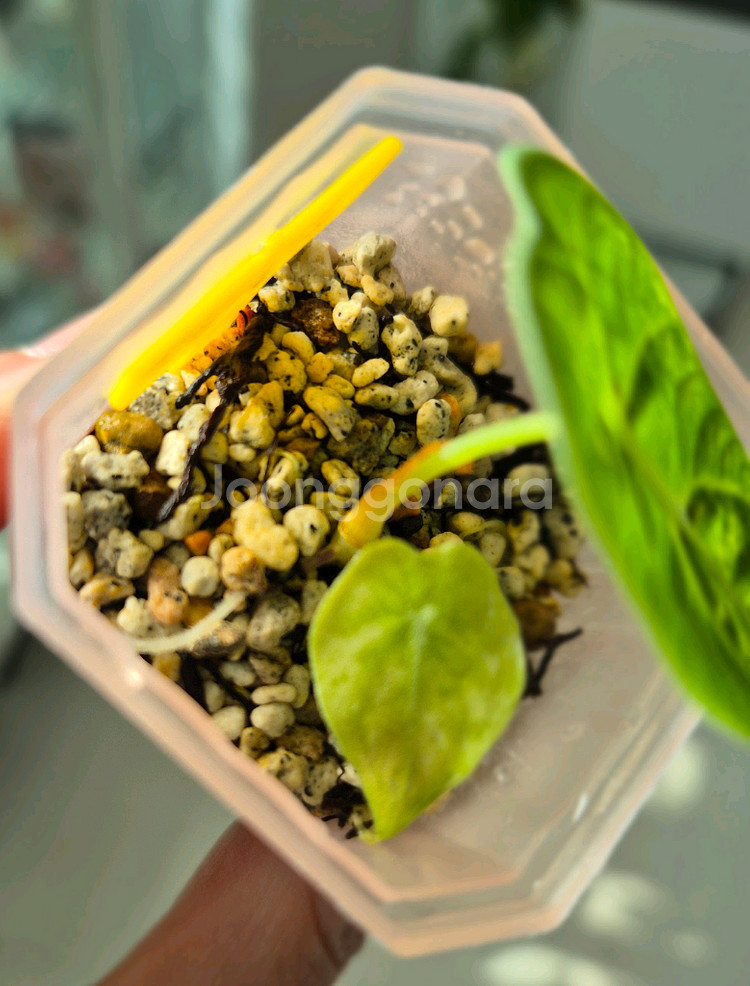 알로카시아 왓소니아 도프 핑크 바리에가타--2