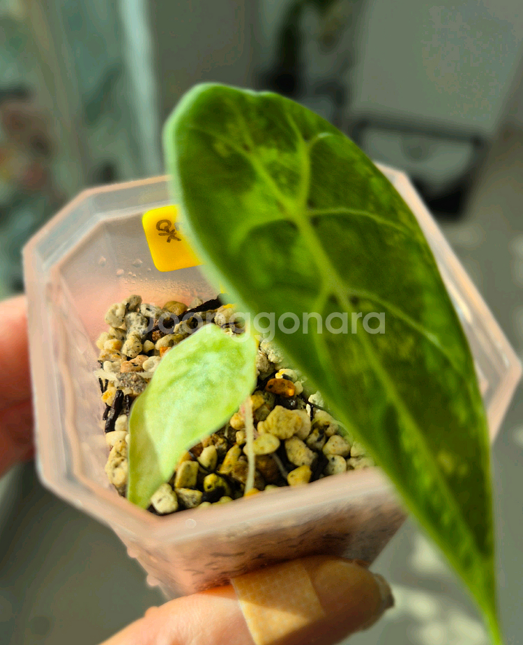 알로카시아 왓소니아 도프 핑크 바리에가타--1