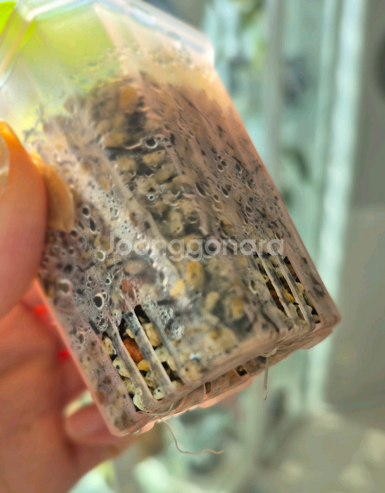 알로카시아 왓소니아 도프 핑크 바리에가타--3