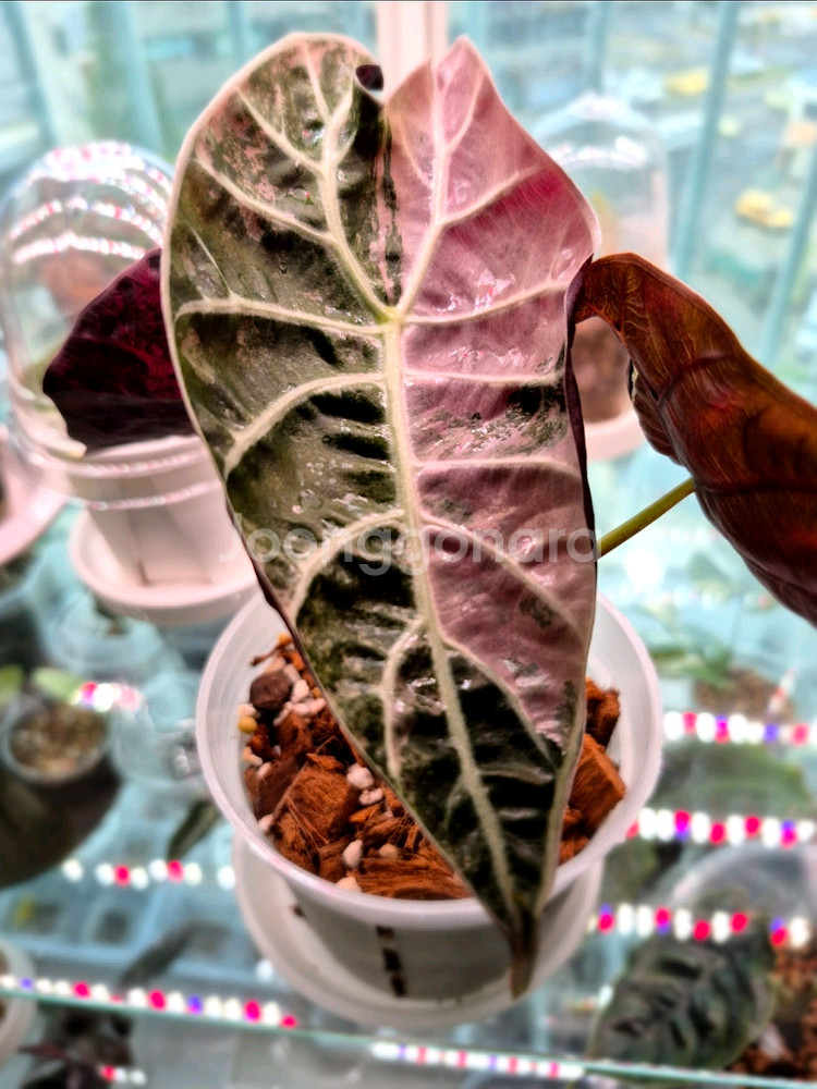 알로카시아 왓소니아 도프 핑크 바리에가타--5