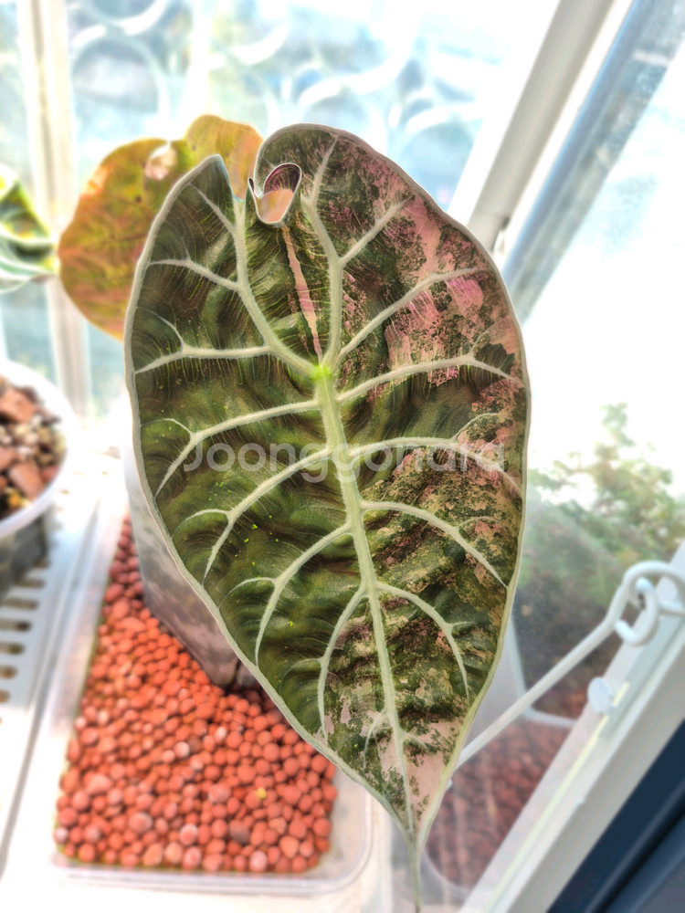 알로카시아 왓소니아 도프 핑크 바리에가타--4