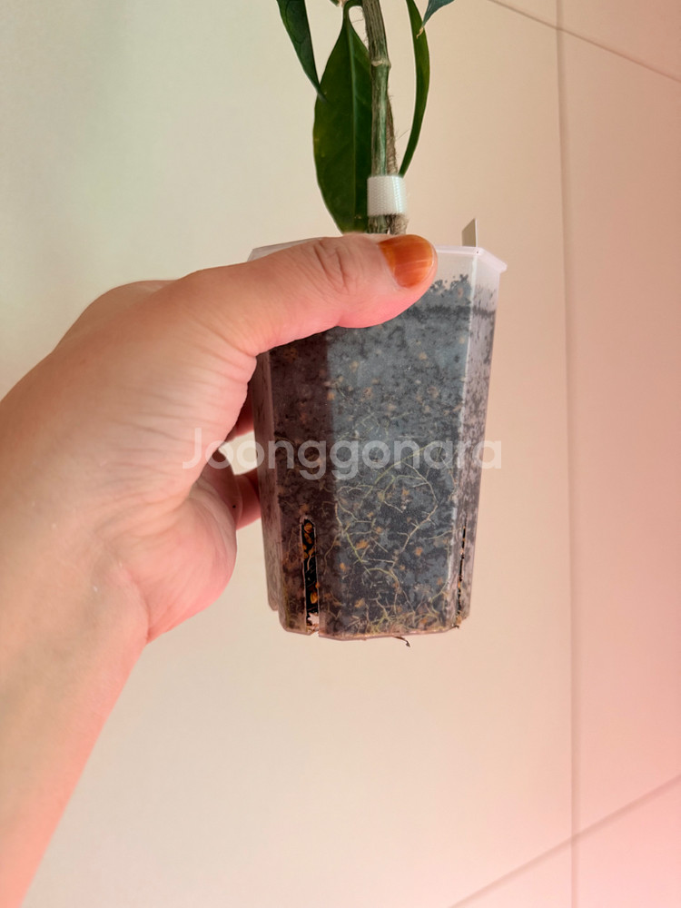 호야 데시플레--2