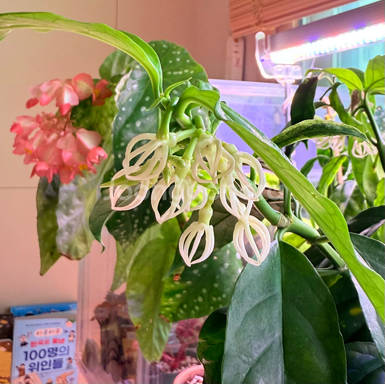 호야 데시플레--0