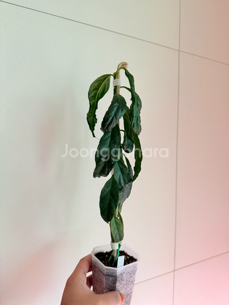 호야 데시플레--1