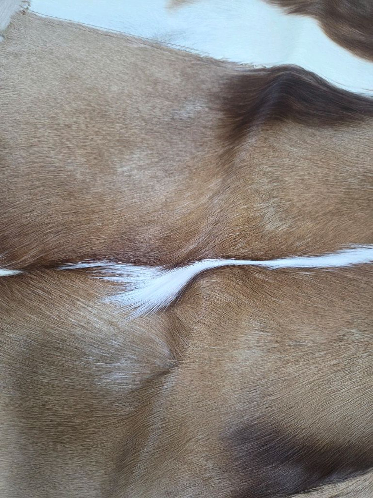 가젤의일종인 스프링복 카페트 러그--2