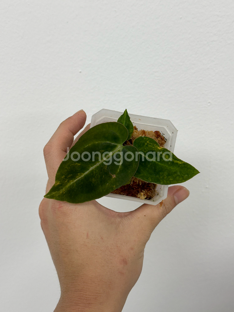 안스리움 레드크리스탈리넘 하이브리드 바리에가타--0