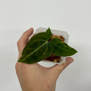 안스리움 레드크리스탈리넘 하이브리드 바리에가타