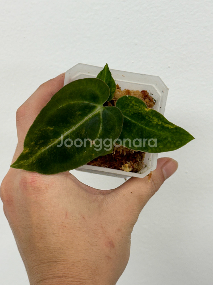 안스리움 레드크리스탈리넘 하이브리드 바리에가타--1