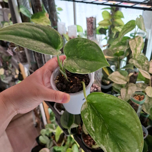 스킨답서스 실버나이트바리에가타 쿤조