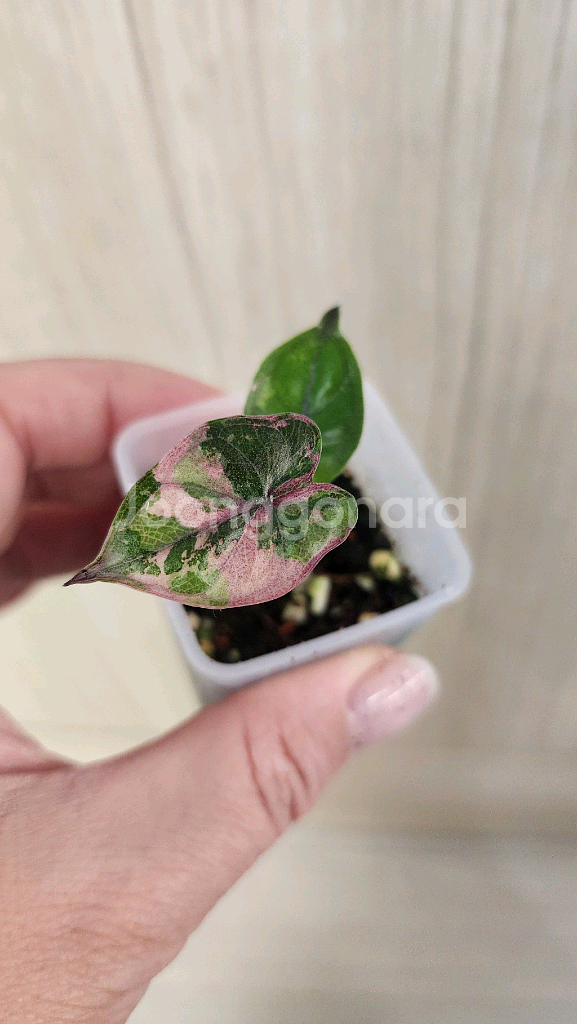 알로카시아 플럼배 핑크 바리에가타--0