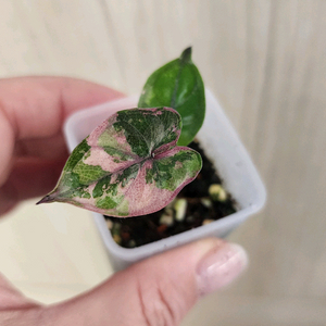 알로카시아 플럼배 핑크 바리에가타