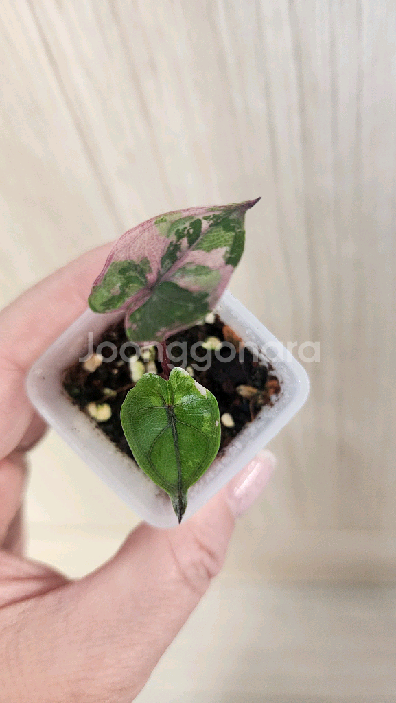 알로카시아 플럼배 핑크 바리에가타--1