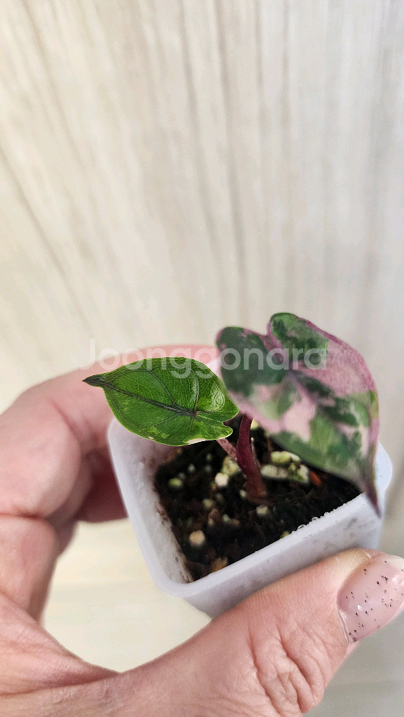 알로카시아 플럼배 핑크 바리에가타--5