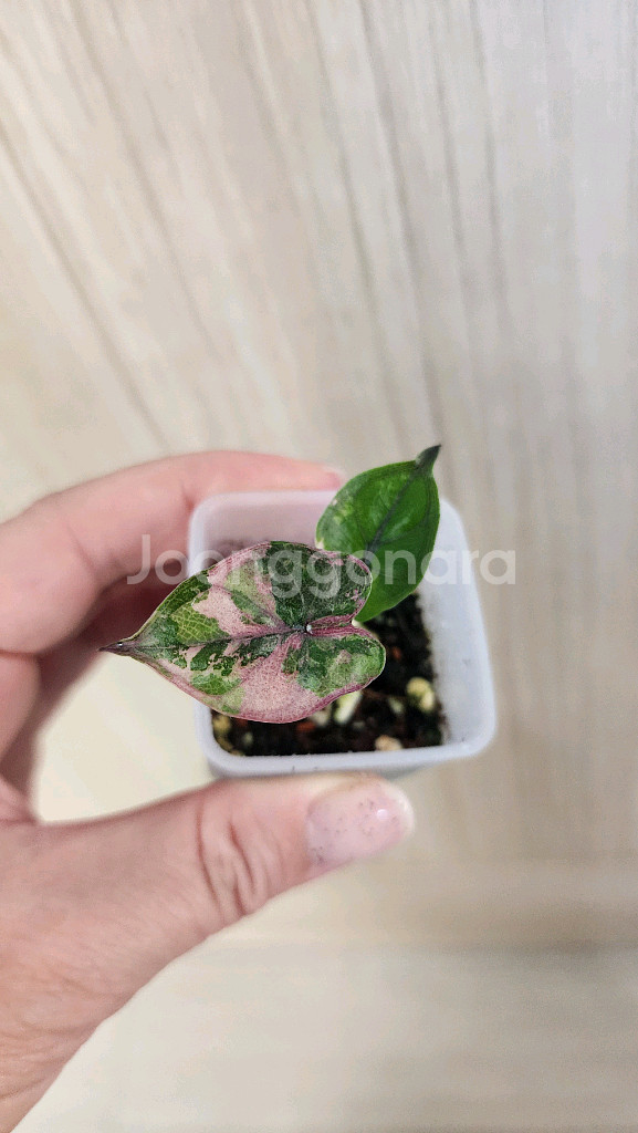 알로카시아 플럼배 핑크 바리에가타--3