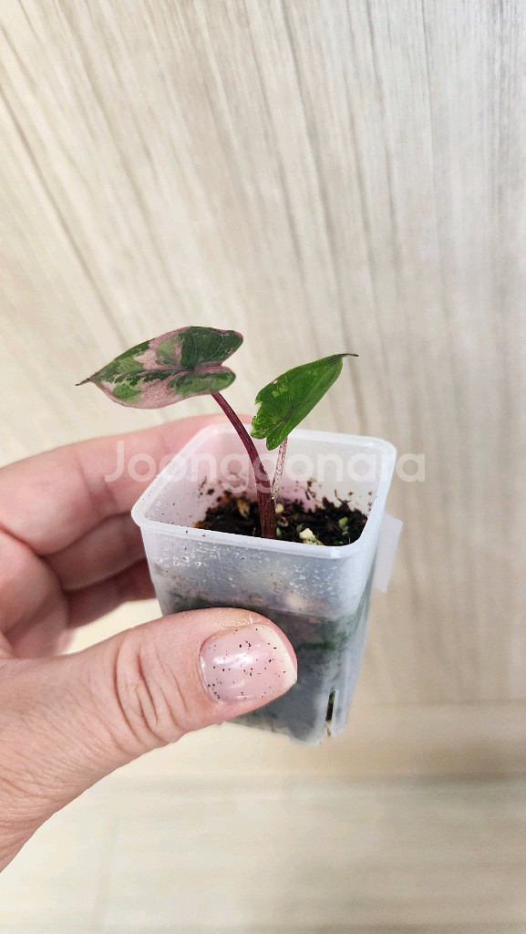 알로카시아 플럼배 핑크 바리에가타--4