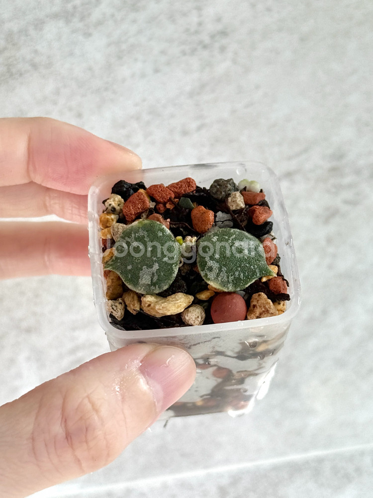 호야 커티시 알보--0