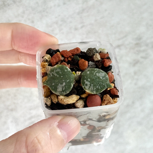 호야 커티시 알보