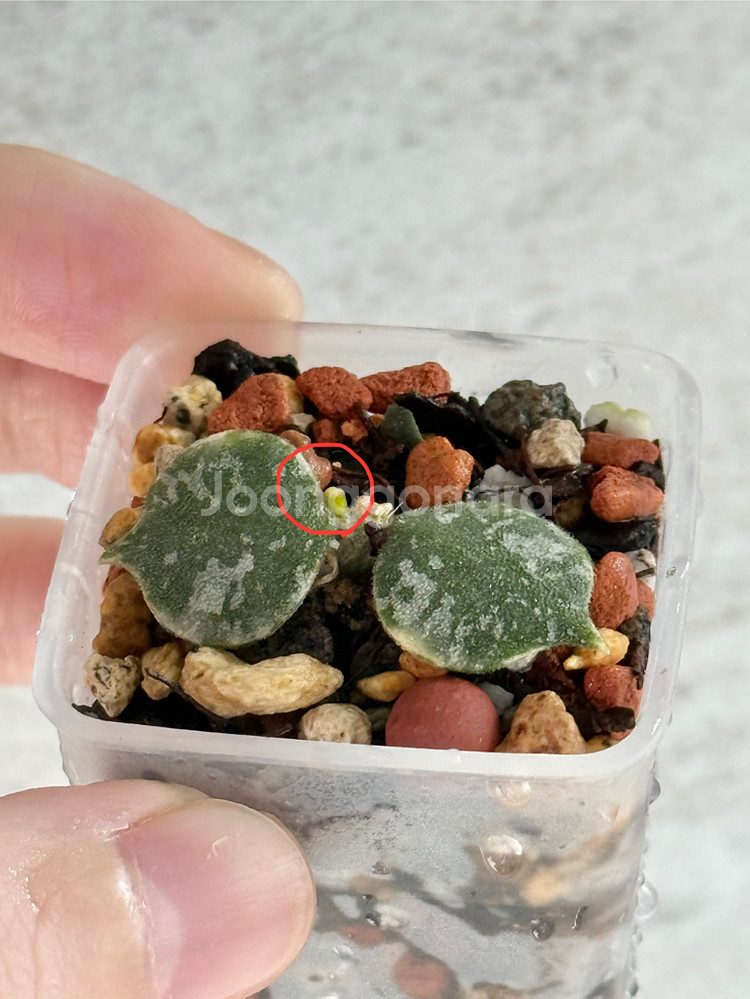 호야 커티시 알보--1