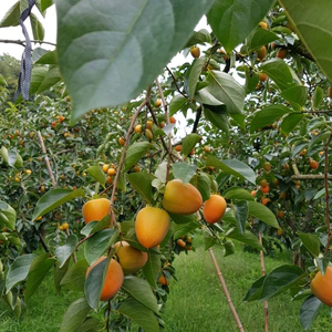 달고 찰진 영암 특산물 대봉감 선물용