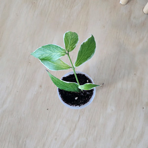 호야 폴리네우라 알보