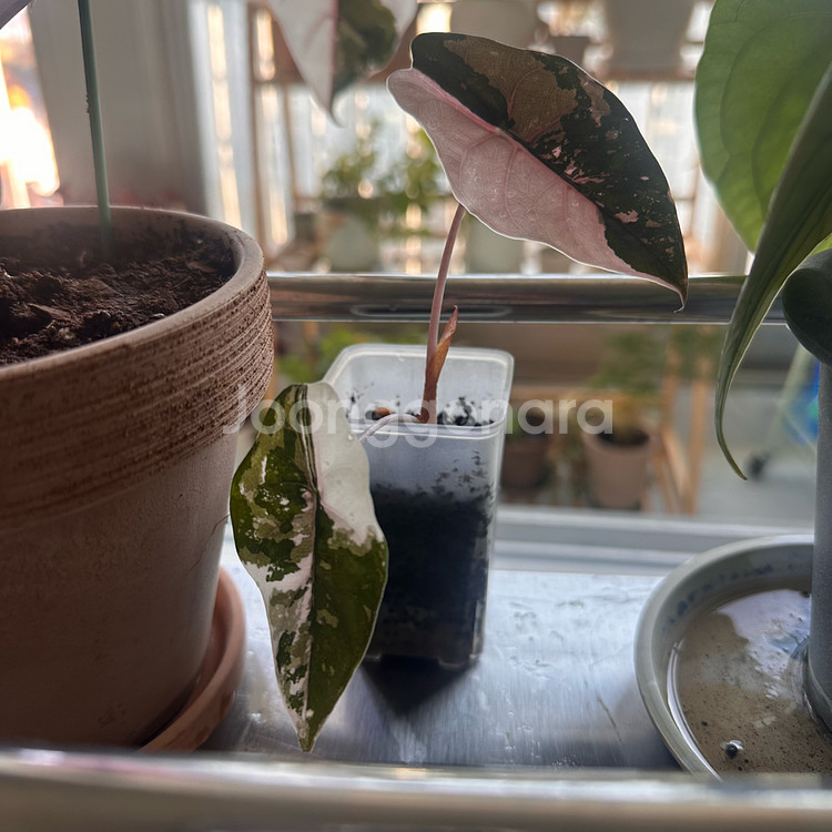 알로카시아 찬트리에핑크 (무천이)--0