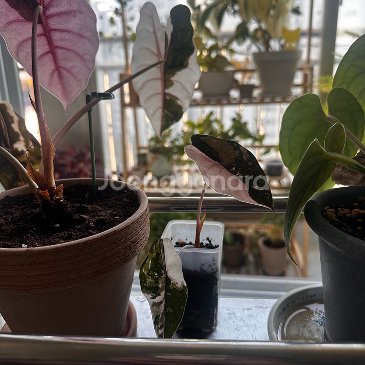 알로카시아 찬트리에핑크 (무천이)--1