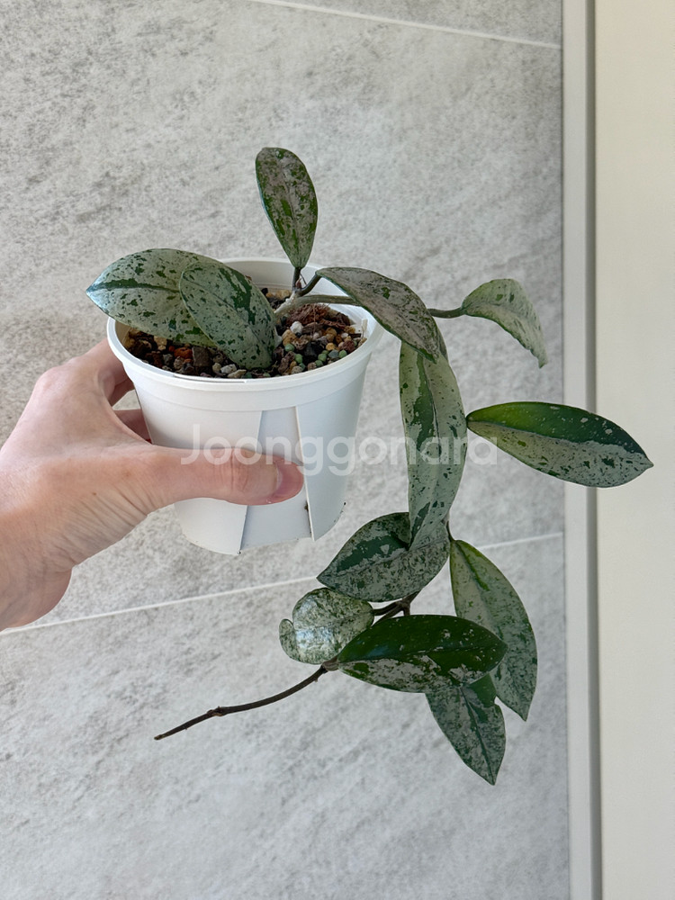 호야 윌버그레이브 스플래쉬--0