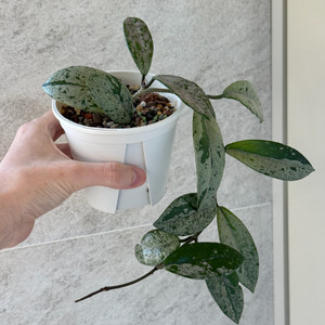 호야 윌버그레이브 스플래쉬