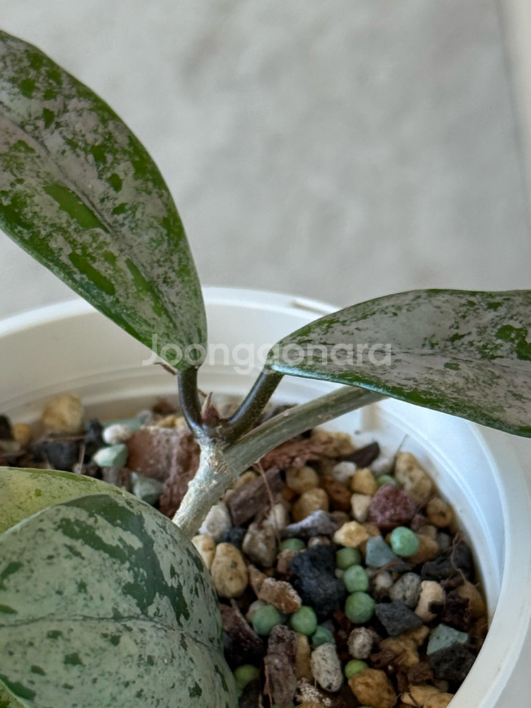 호야 윌버그레이브 스플래쉬--1