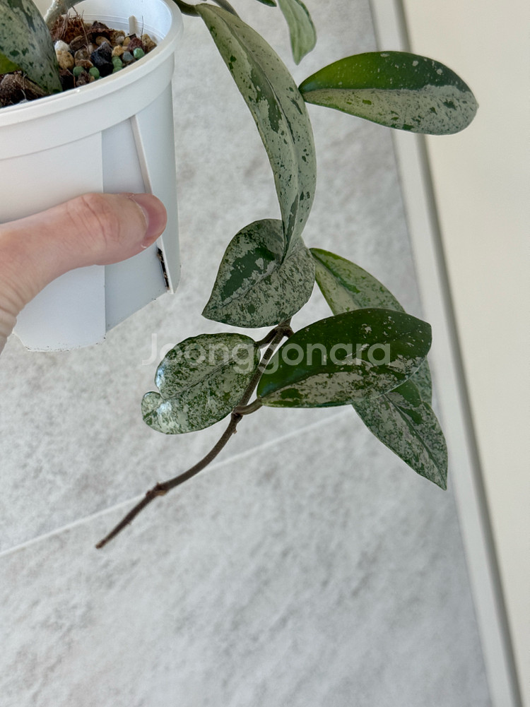 호야 윌버그레이브 스플래쉬--2