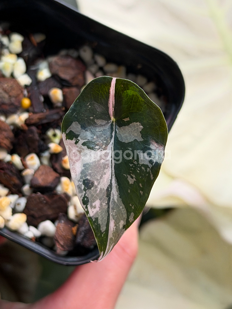 안스리움 찬트리에 바리에가타--0